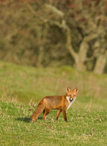 Fox photographs by Betty Fold Gallery